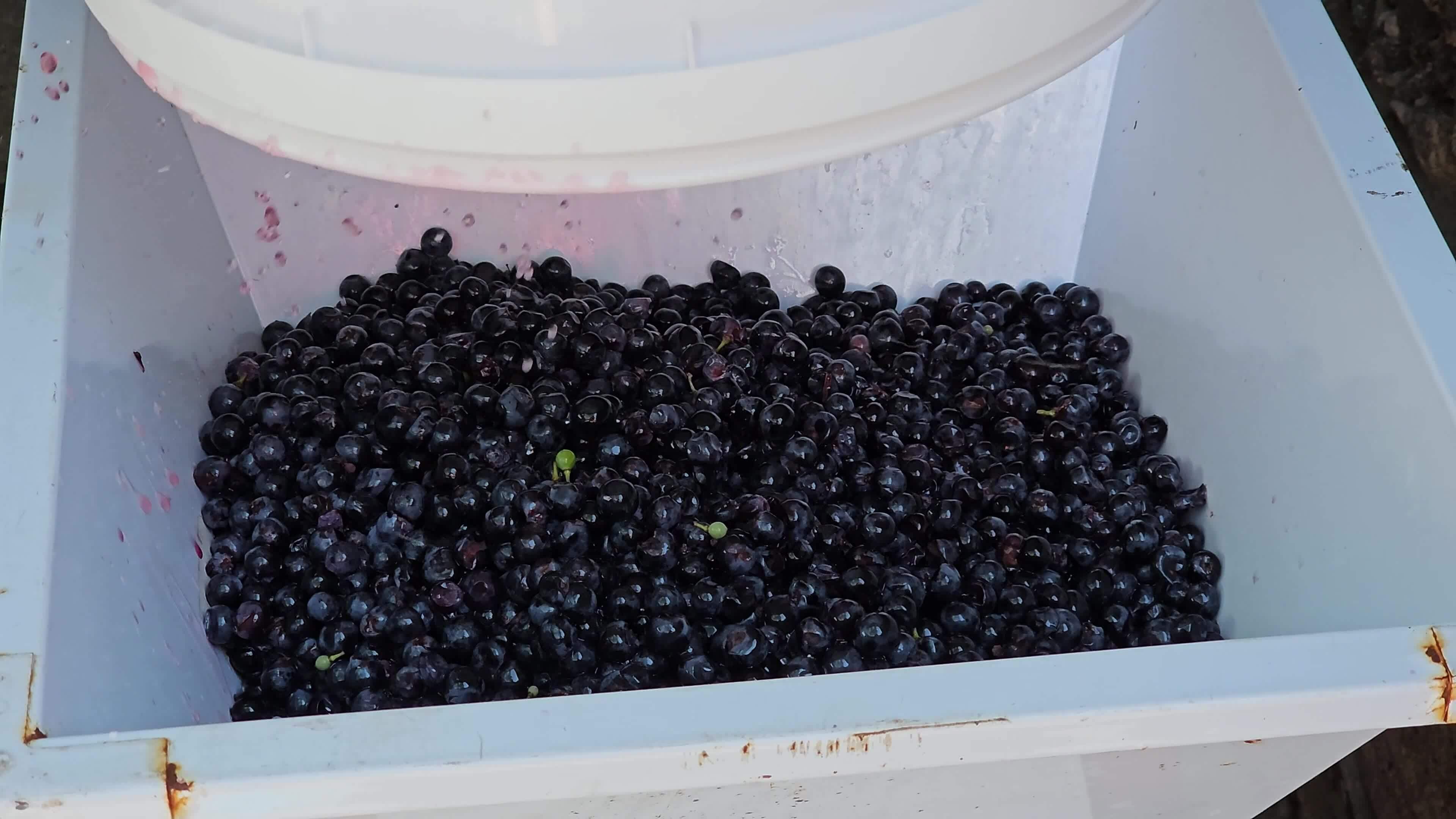 The process of making homemade grape wine. The winemaker grinds the
