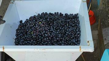 The process of making homemade grape wine. The winemaker grinds the grapes in a special crusher for loading into a hydraulic press. video