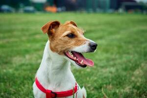 Happy dog portrait in green field outdoors photo