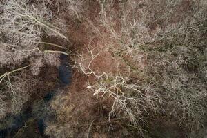 Autumn trees background, top view. Nature landscape photo