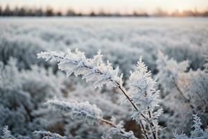 white wood covered with frost frosty landscape. AI generated photo