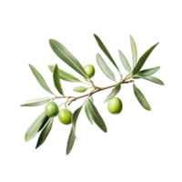 un dibujo de un rama de un aceituna árbol con verde aceitunas ai generativo png