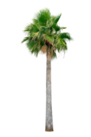 Large palm trees are used to decorate the garden isolate on transparent background PNG file