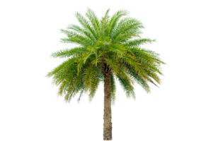 Large palm trees are used to decorate the garden isolate on transparent background PNG file