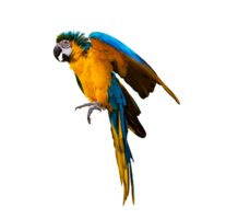 macaw parrot parakeet perching on isolate on transparent background PNG file