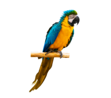 macaw parrot parakeet perching on isolate on transparent background PNG file