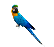 macaw parrot parakeet perching on isolate on transparent background PNG file