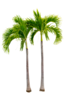 Large palm trees are used to decorate the garden isolate on transparent background PNG file