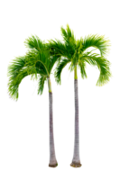 grande palma alberi siamo Usato per decorare il giardino isolato su trasparente sfondo png file