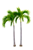 Large palm trees are used to decorate the garden isolate on transparent background PNG file