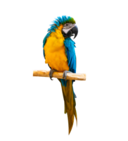 macaw parrot parakeet perching on isolate on transparent background PNG file