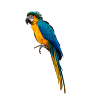 ara pappagallo parrocchetto perching su isolato su trasparente sfondo png file