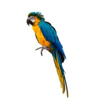 macaw parrot parakeet perching on isolate on transparent background PNG file