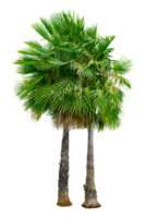 Large palm trees are used to decorate the garden isolate on transparent background PNG file