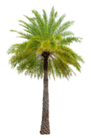 Large palm trees are used to decorate the garden isolate on transparent background PNG file