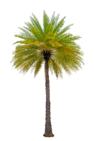 Large palm trees are used to decorate the garden isolate on transparent background PNG file