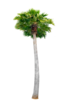 groß Palme Bäume sind benutzt zu schmücken das Garten isolieren auf transparent Hintergrund png Datei