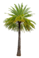 Large palm trees are used to decorate the garden isolate on transparent background PNG file