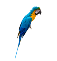 macaw parrot parakeet perching on isolate on transparent background PNG file