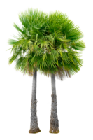 groot palm bomen zijn gebruikt naar versieren de tuin isoleren Aan transparant achtergrond PNG het dossier