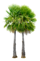 Large palm trees are used to decorate the garden isolate on transparent background PNG file