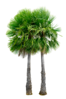 Large palm trees are used to decorate the garden isolate on transparent background PNG file