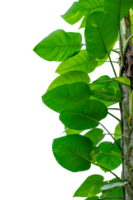 leaf vine isolates on isolate on transparent background PNG file