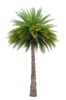 Large palm trees are used to decorate the garden isolate on transparent background PNG file