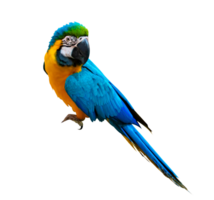 macaw parrot parakeet perching on isolate on transparent background PNG file