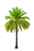 Large palm trees are used to decorate the garden isolate on transparent background PNG file