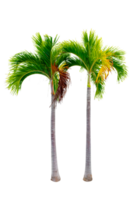 Large palm trees are used to decorate the garden isolate on transparent background PNG file