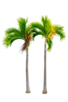 Large palm trees are used to decorate the garden isolate on transparent background PNG file