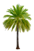 Large palm trees are used to decorate the garden isolate on transparent background PNG file