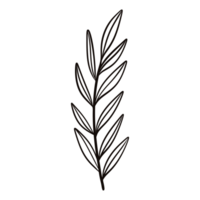 Hand drawn leaf illustration doodles style. png