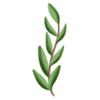 ensemble de feuille illustration branche de plante. png