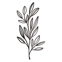 Hand drawn leaf illustration doodles style. png