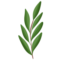 Set of leaf illustration branch of plant. png