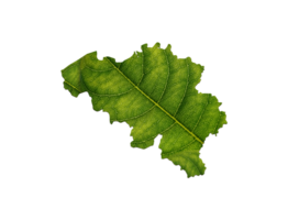 Belgique carte fabriqué de vert feuilles, concept écologie carte vert feuille png