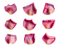 Set of 9 magenta color rose petals on a transparent background png