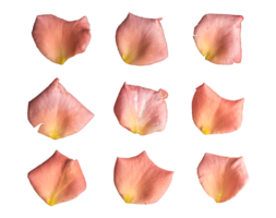 Rose petals isolated on a transparent background, Sweet color rose petals isolated on a transparent background png