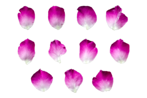 Set of 11 pink color rose petals on a transparent background png