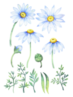 manzanillas. floral colocar. acuarela flores . ilustración con margarita. png