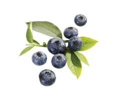 berry png transparent background