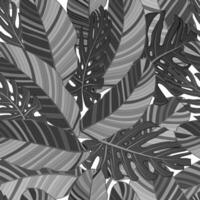 Monstera and banana tropical leaves seamless textile black and white pattern isolated. Set of vector elements, for tropical, exotic, summer design.