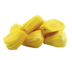 jackfruit png trasparente sfondo