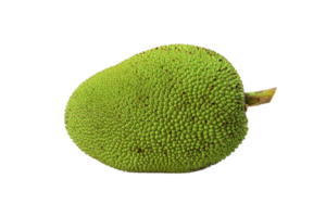 jackfruit png trasparente sfondo