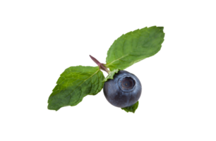 berry png transparent background