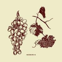 A handful of grapes, grape leaves. Vector illustration in graphic style. Design element for menus, wine lists, labels, banners, flyers.