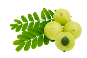 amla PNG transparant achtergrond