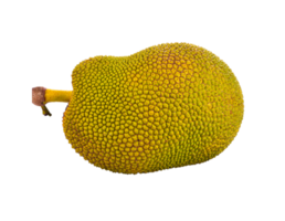 jackfruit png trasparente sfondo